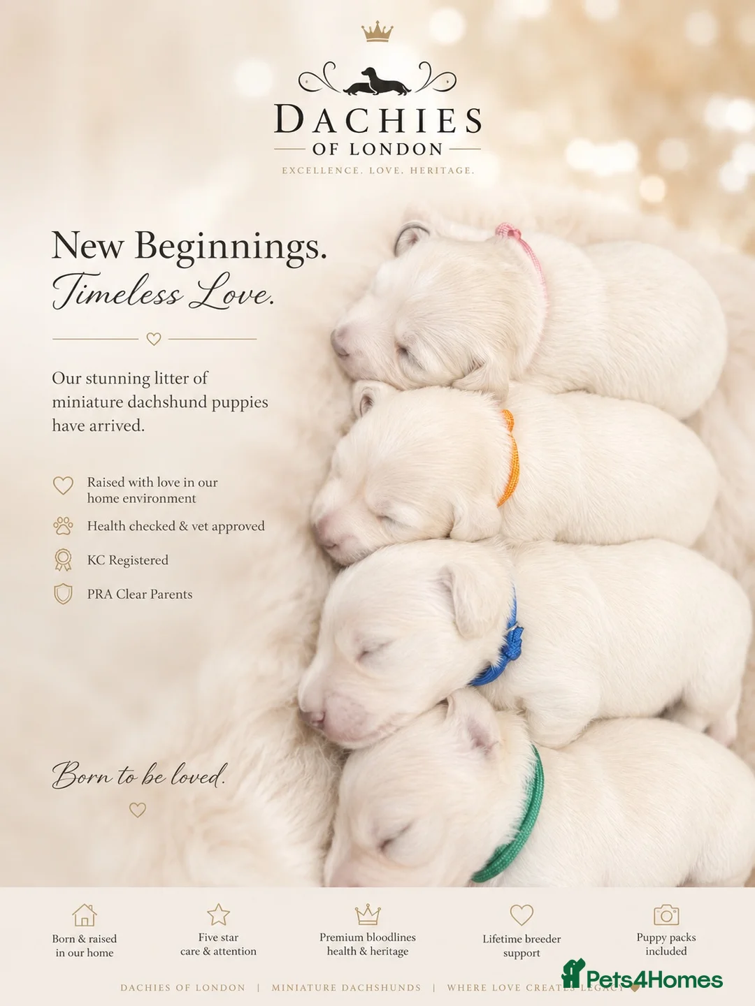 Miniature Dachshund dogs for sale: Exceptional KC Reg Miniature L/H Dachshund Puppies - Advert 1