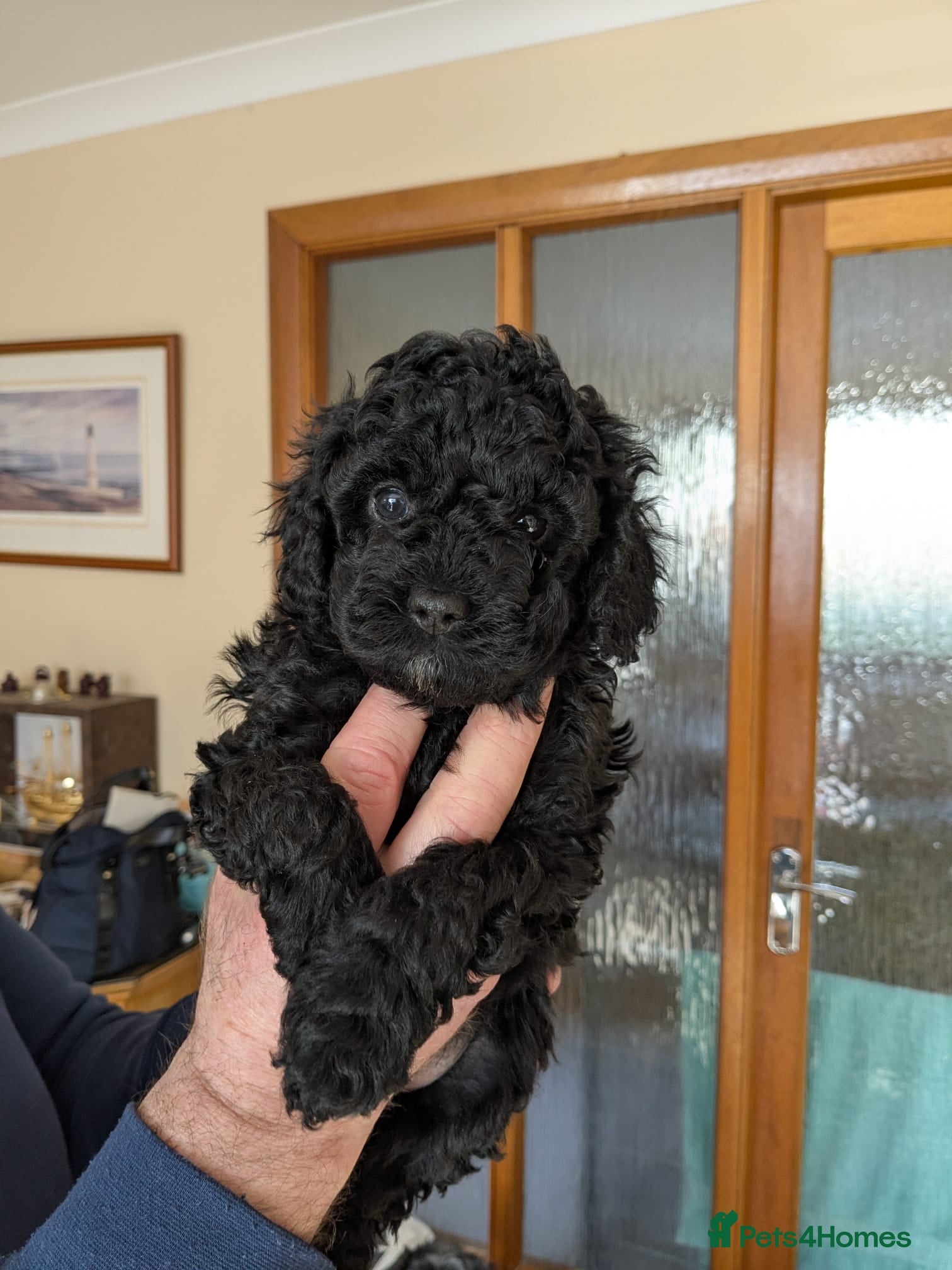 Cavapoo dogs Black cavapoo pups F1b - Advert 1