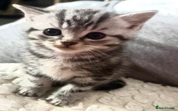 Persian cats for sale: persian x bengal - Image 9
