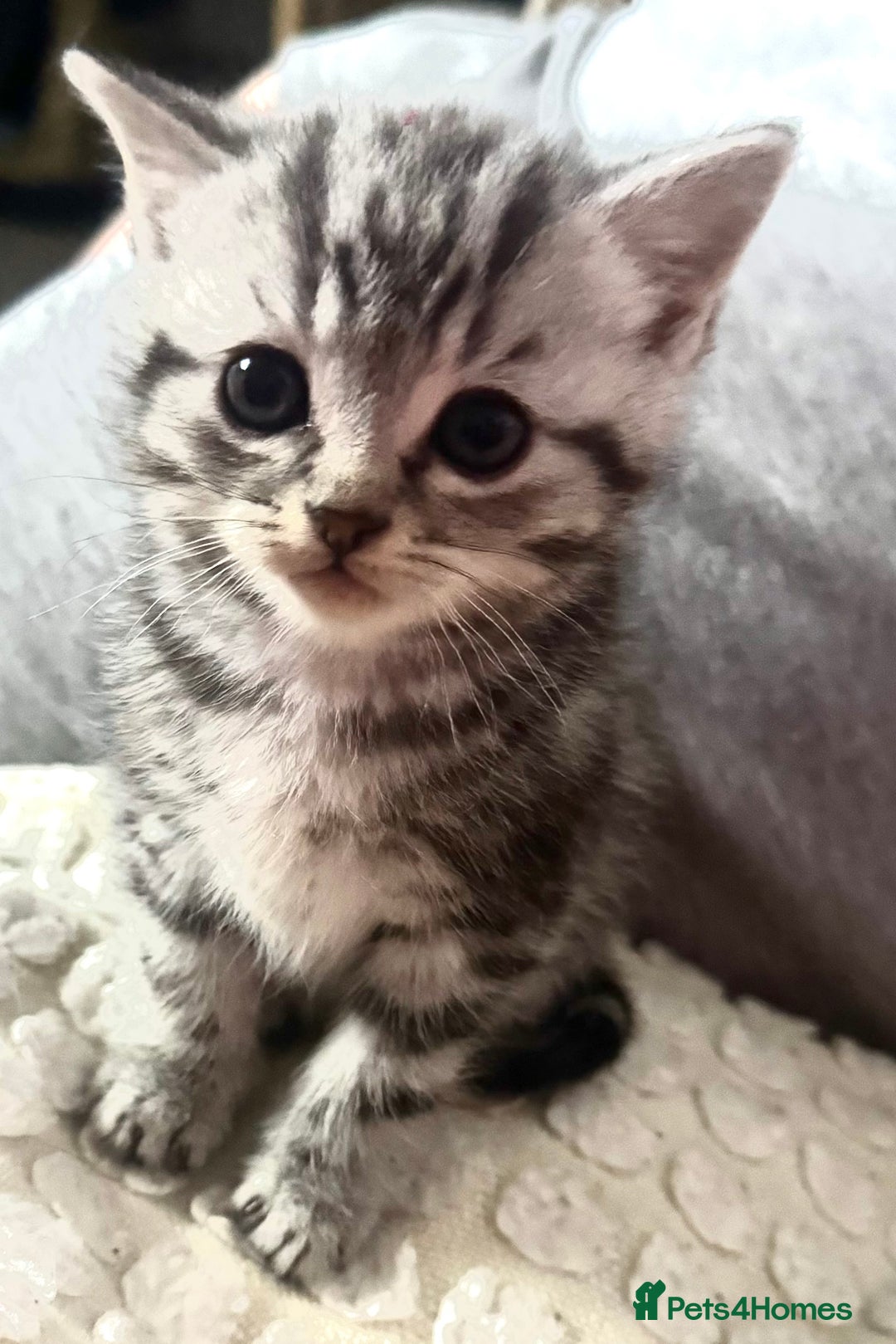 Persian cats for sale: persian x bengal - Image 9