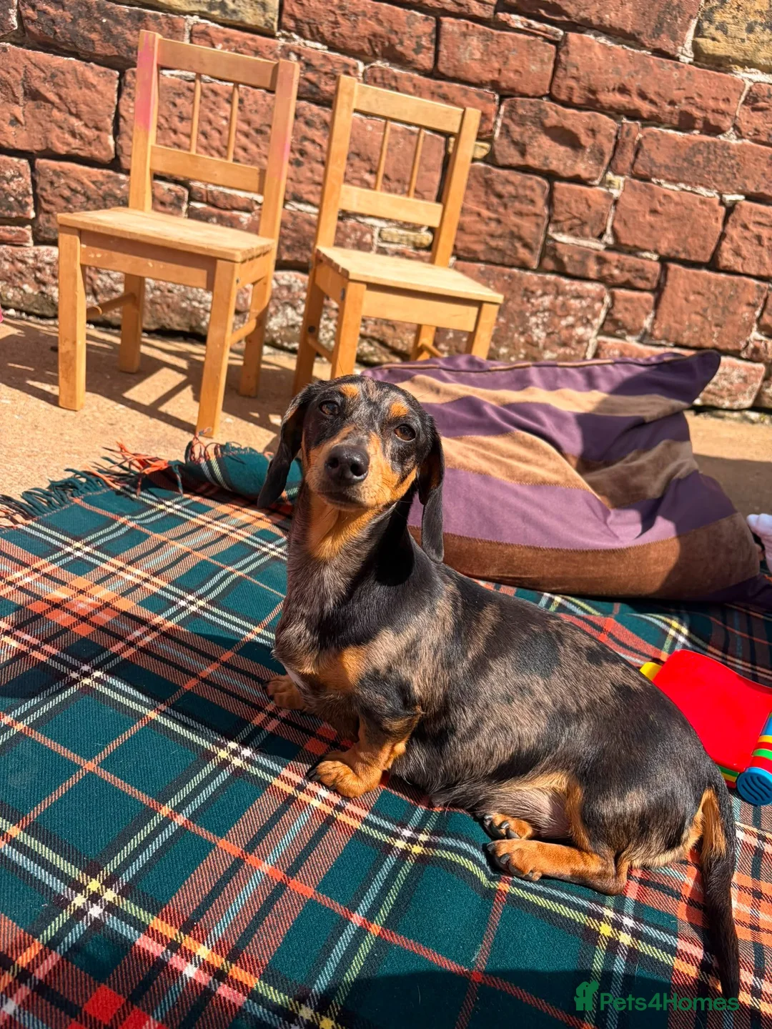 Miniature Dachshund dogs for sale: Miniature Dachshund Puppies  in Carlisle - Advert 20