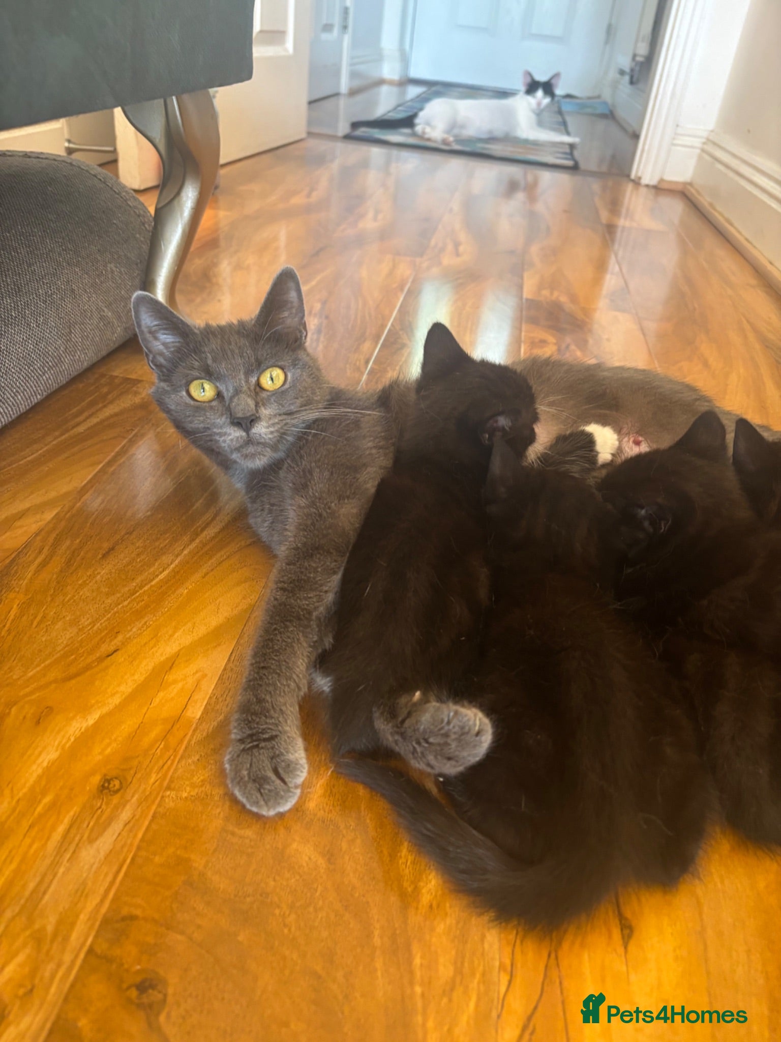 British Shorthair cats Adorable black kittens  - Advert 10