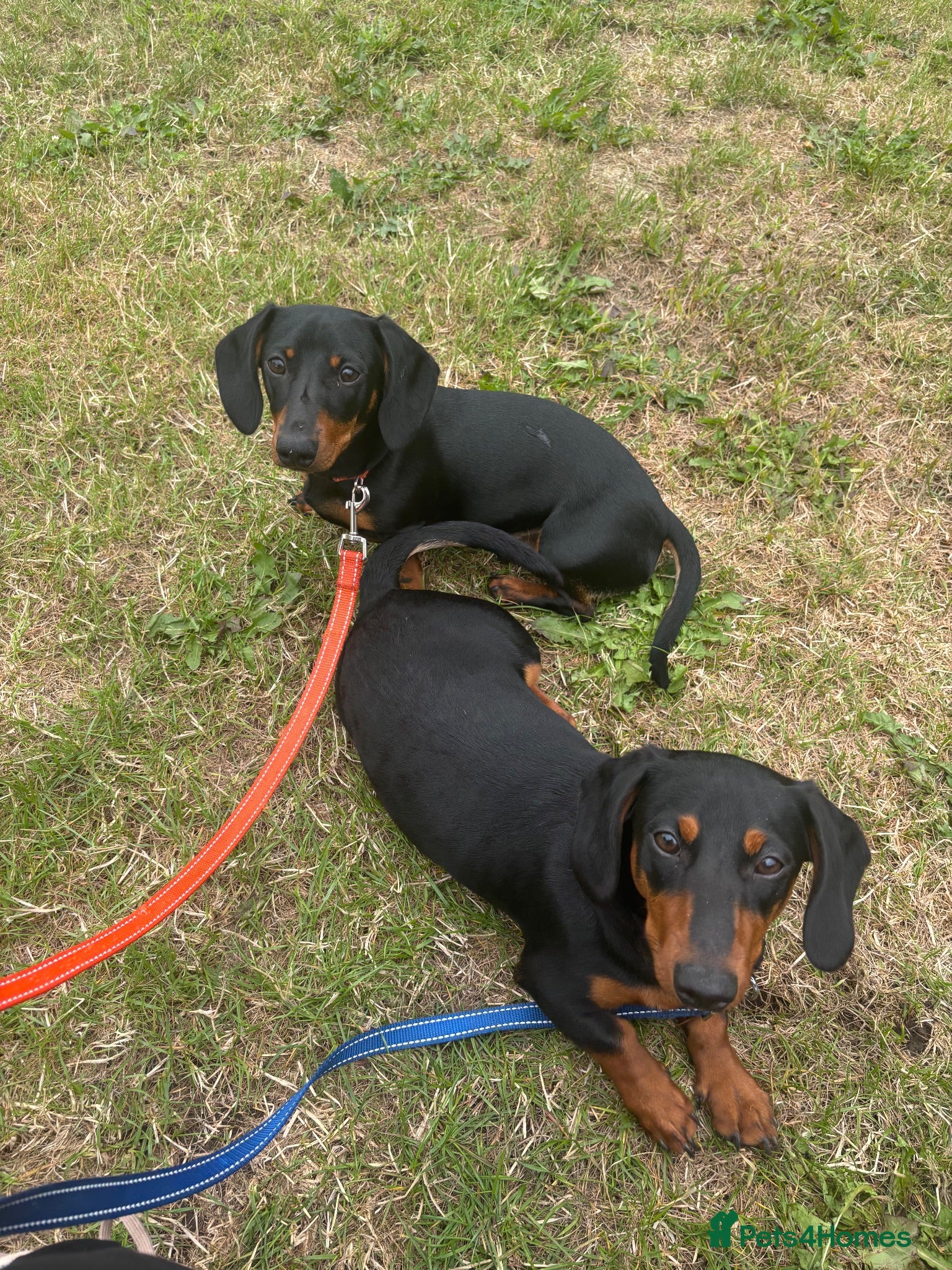 Dachshund dogs Two Miniature dachshund Brothers  - Advert 2
