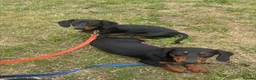Dachshund dogs for sale: Two Miniature dachshund Brothers  in Brighouse - Advert 1
