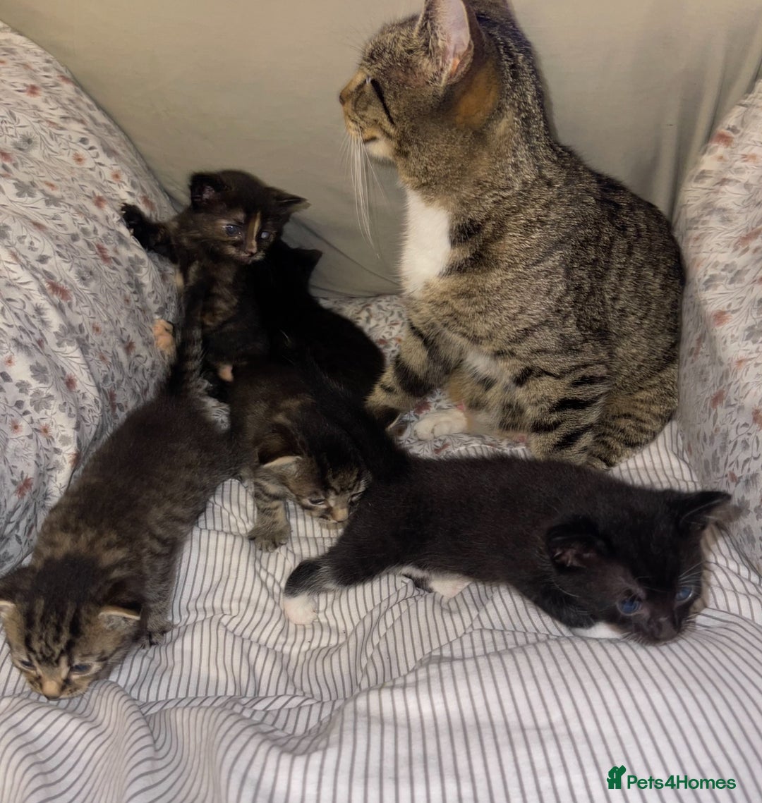 Domestic Shorthair cats for sale: 2 Adorable kitten available to be re-homed 🥰 - Advert 4