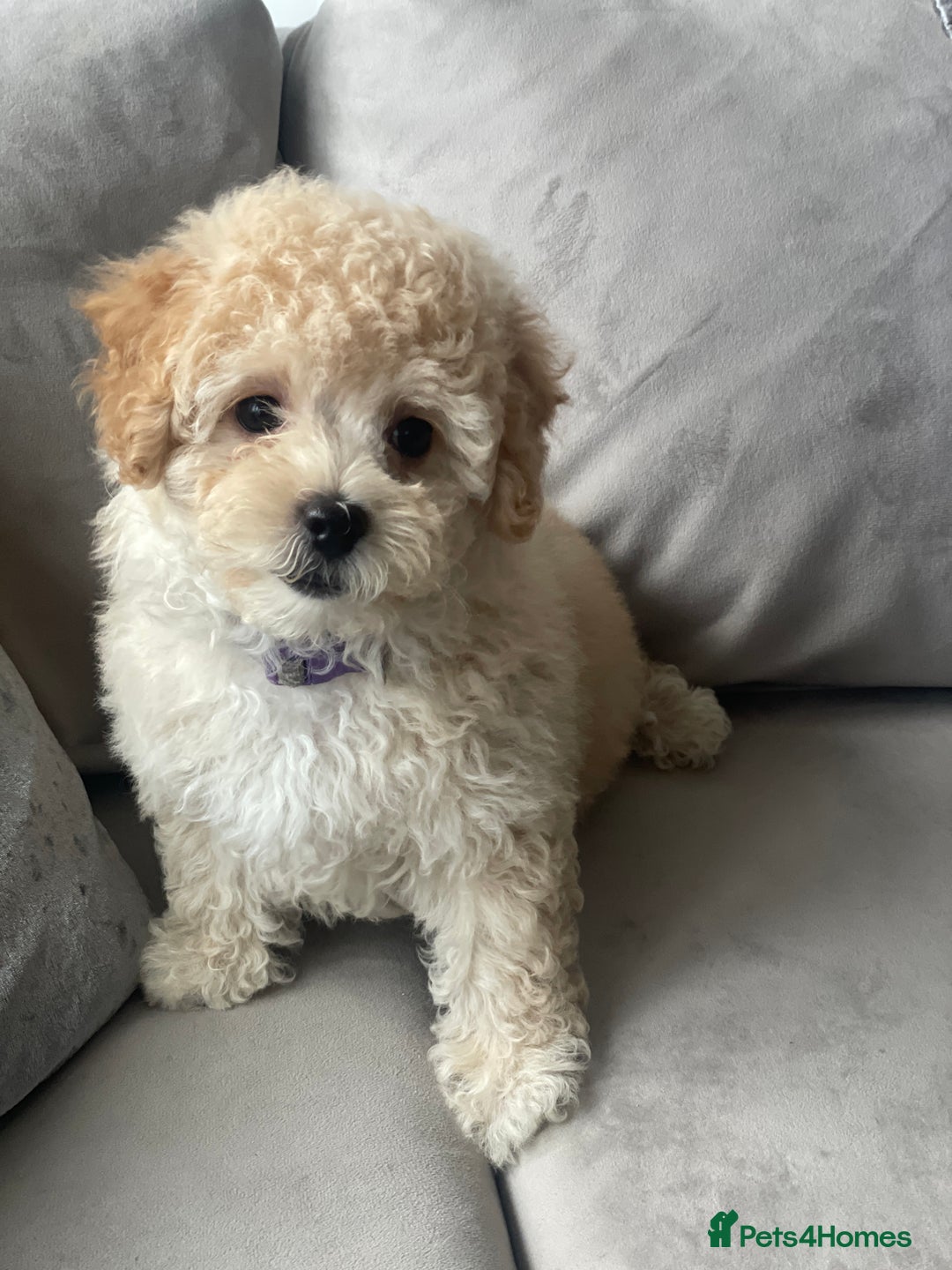 Poochon dogs for sale: Stunning litter - Image 8