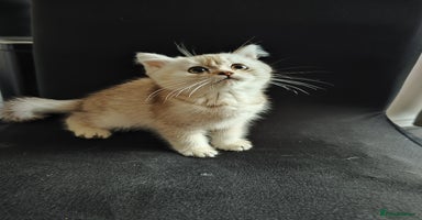 British Shorthair cats - Advert 2