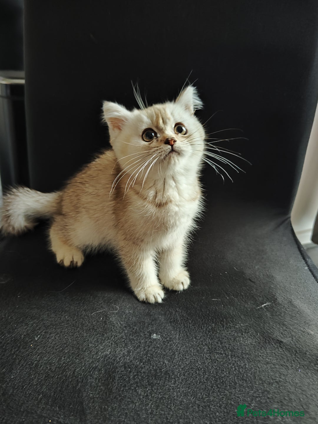 British Shorthair cats for sale: BSH boy - Image 2