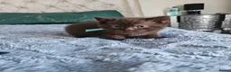 British Shorthair cats for sale: British Shorthair kittens - Advert 22