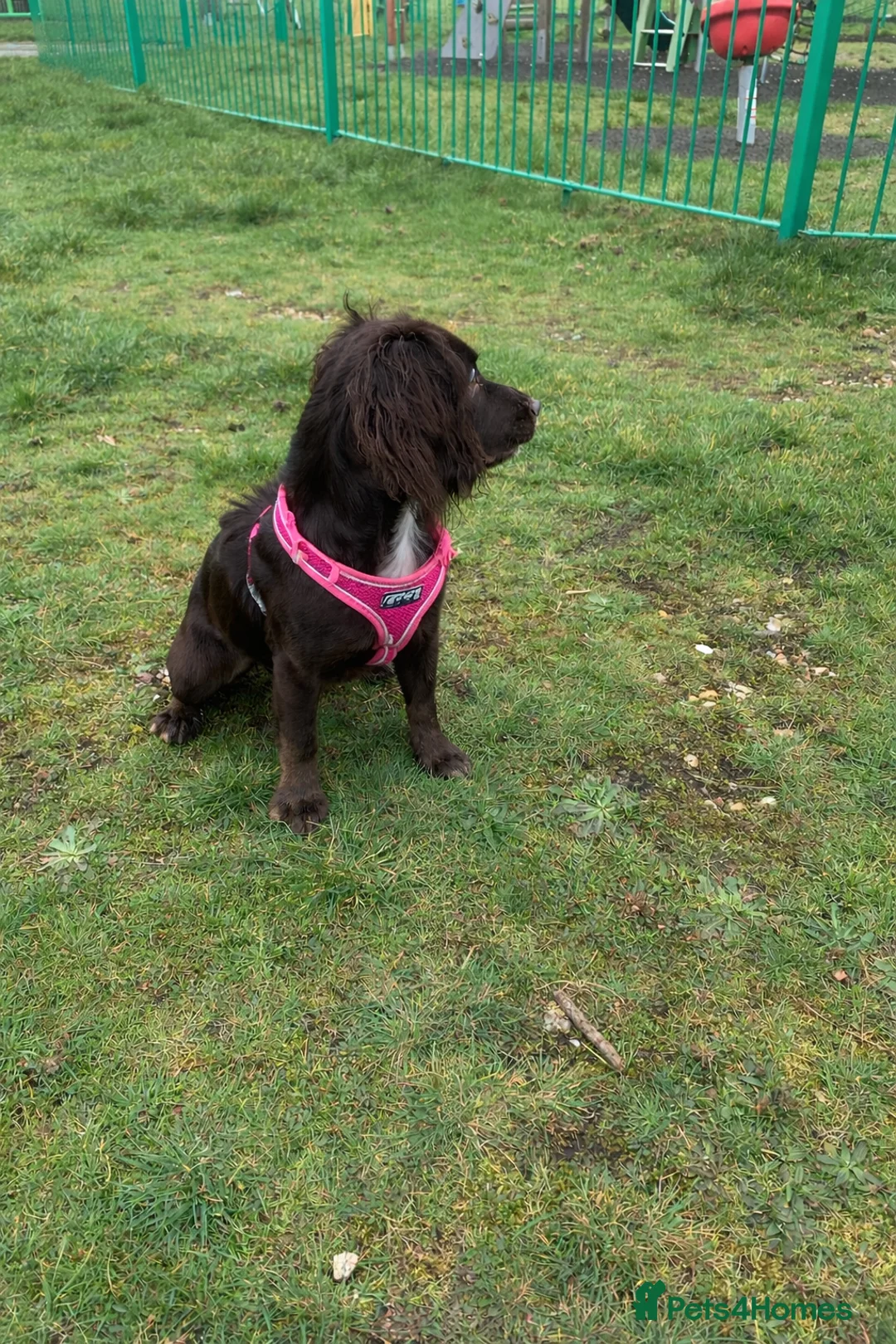 Cocker Spaniel dogs for sale: Female cocker spaniel puppy in Romney Marsh - Advert 1