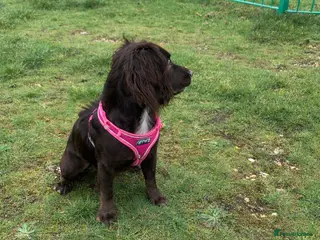 Cocker Spaniel dogs Female cocker spaniel puppy - Advert 1
