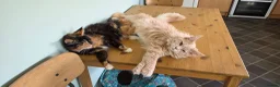 Maine Coon cats for sale: Male  - Advert 7