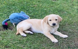 Labrador Retriever dogs for sale: Fox Red Labrador  - Image 4