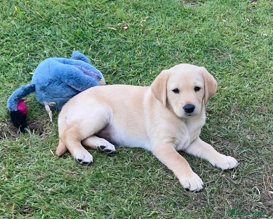 Labrador Retriever dogs for sale: Fox Red Labrador  - Image 4