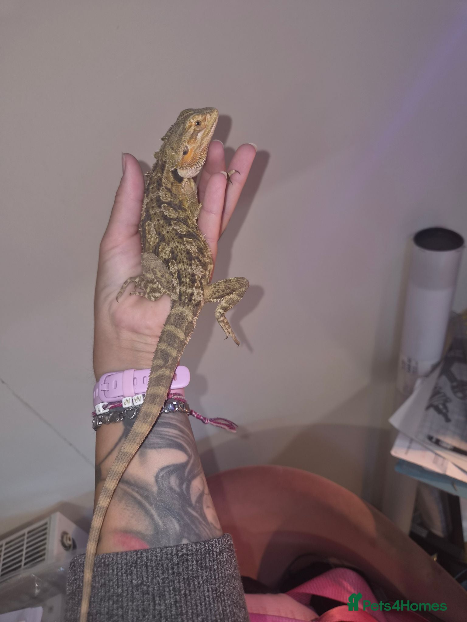 Bearded Dragon reptiles 10 month old female bearded dragon - Advert 1