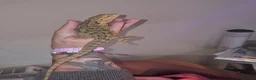 Bearded Dragon reptiles for sale: 10 month old female bearded dragon - Advert 1
