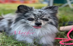 Pomeranian dogs for sale: Pomeranian Pups - Ready for new homes 💕 - Advert 18