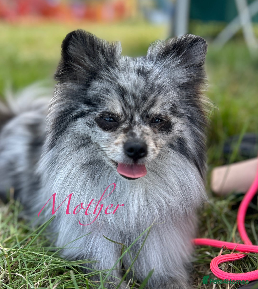 Pomeranian dogs for sale: Pomeranian Pups - Ready for new homes 💕 - Advert 18