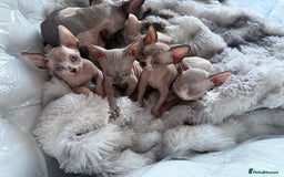 Sphynx cats for sale: canadian sphynx for sale  - Advert 2