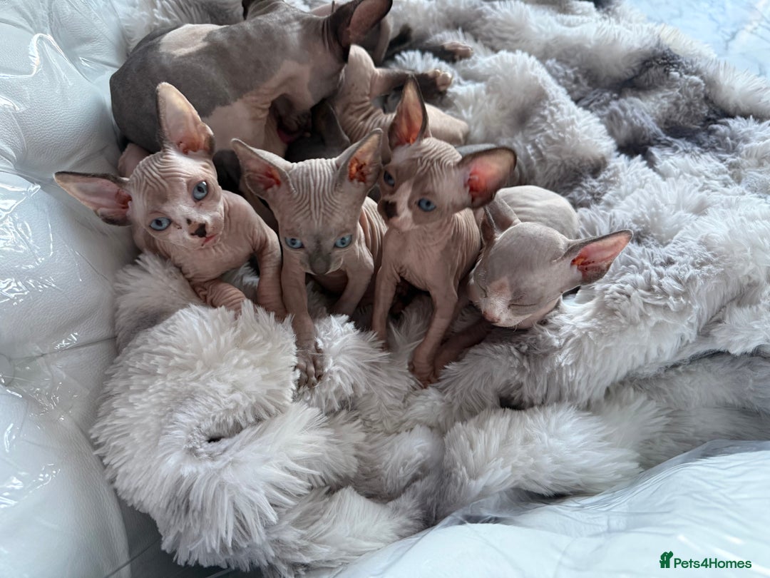 Sphynx cats for sale: canadian sphynx for sale  - Advert 2