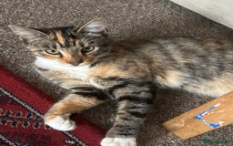 British Shorthair cats for sale: Miss noor  - Image 1