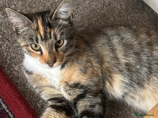 British Shorthair cats for sale - Advert 2