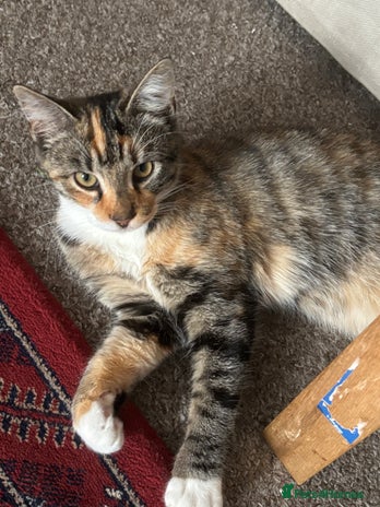 British Shorthair cats - Advert 9