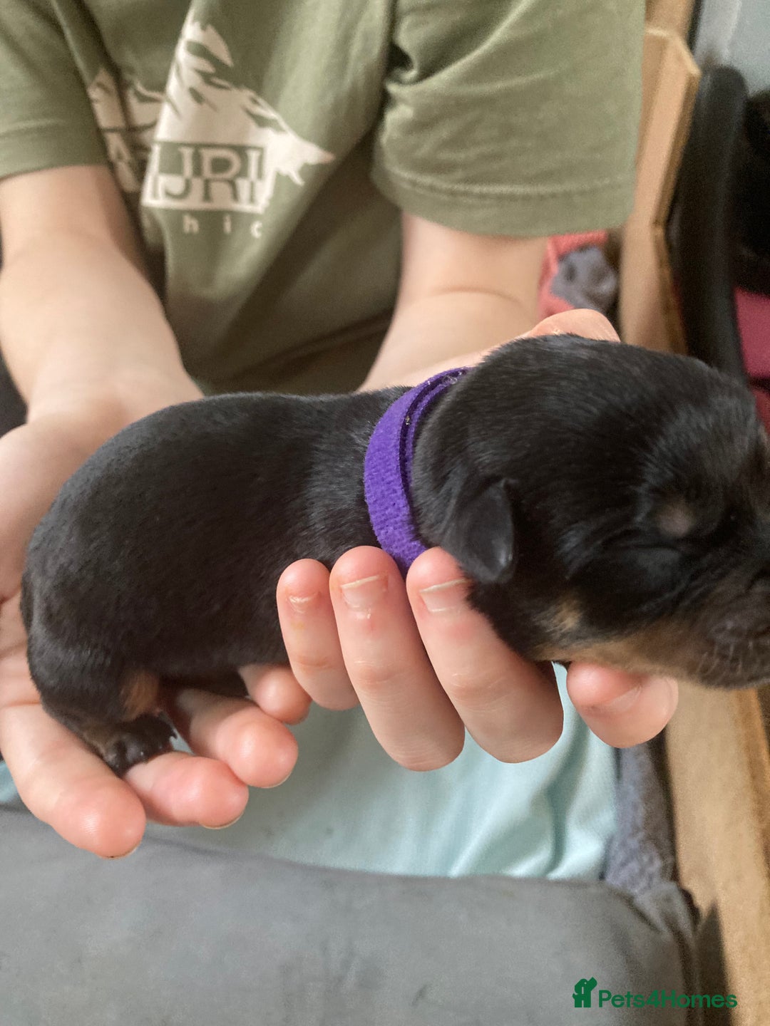 Rottweiler dogs for sale: Rottweiler  - Advert 16