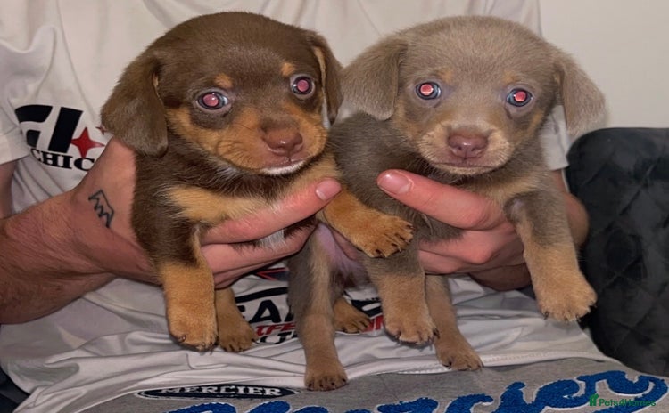 Mixed Breed dogs - Advert 7