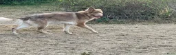 German Shepherd dogs for sale: German shepherd adult male  - Advert 6