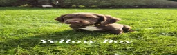 Sprocker dogs for sale: Sprocker boy available  - Advert 9