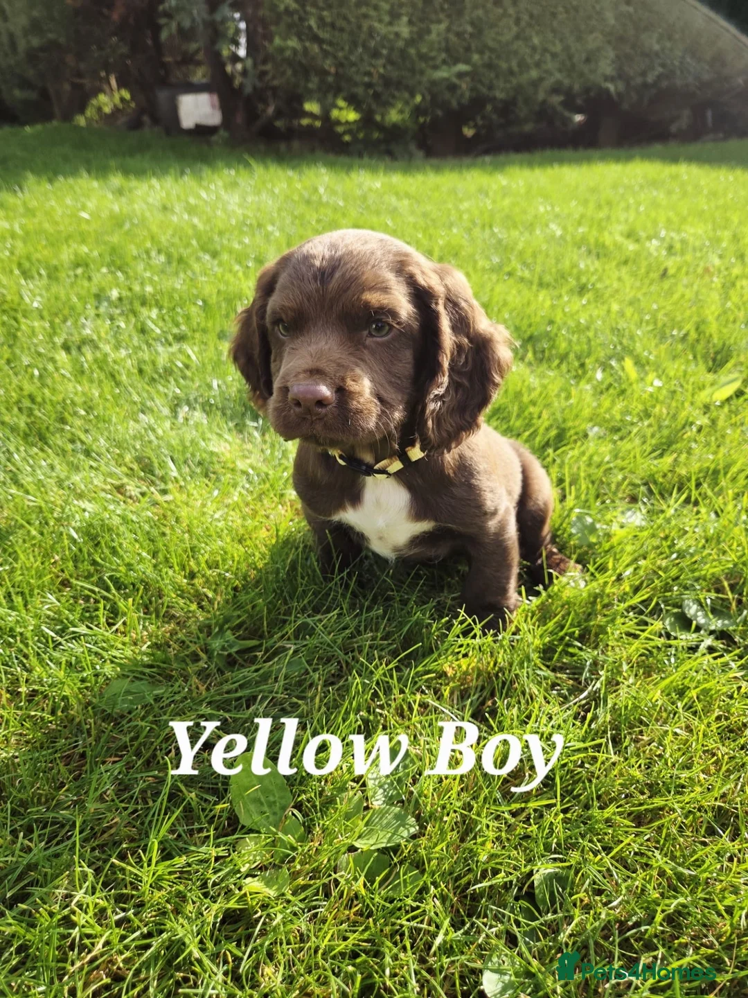 Sprocker dogs for sale: Sprocker boy available  - Advert 9
