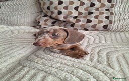 Miniature Dachshund dogs for sale: Adorable KC registered mini dachsund pups - Image 4