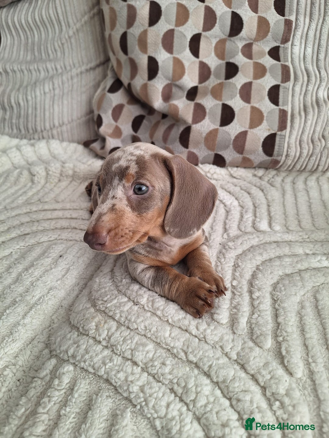 Miniature Dachshund dogs for sale: Adorable KC registered mini dachsund pups - Image 4