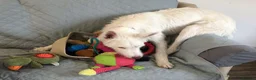 Ibizan Hound dogs for adoption: Babu - Spanish Podenco  in Doncaster - Advert 13