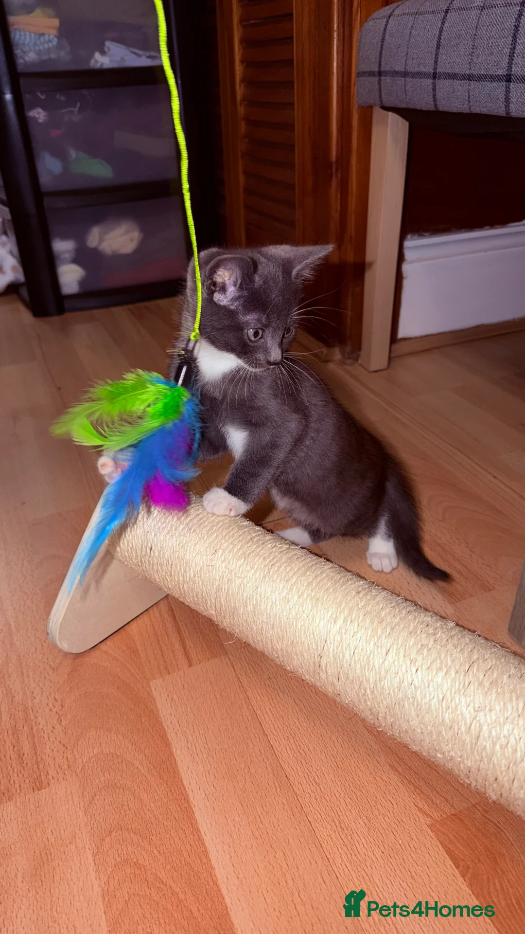 British Shorthair cats for sale: British shorthair cross - Advert 2