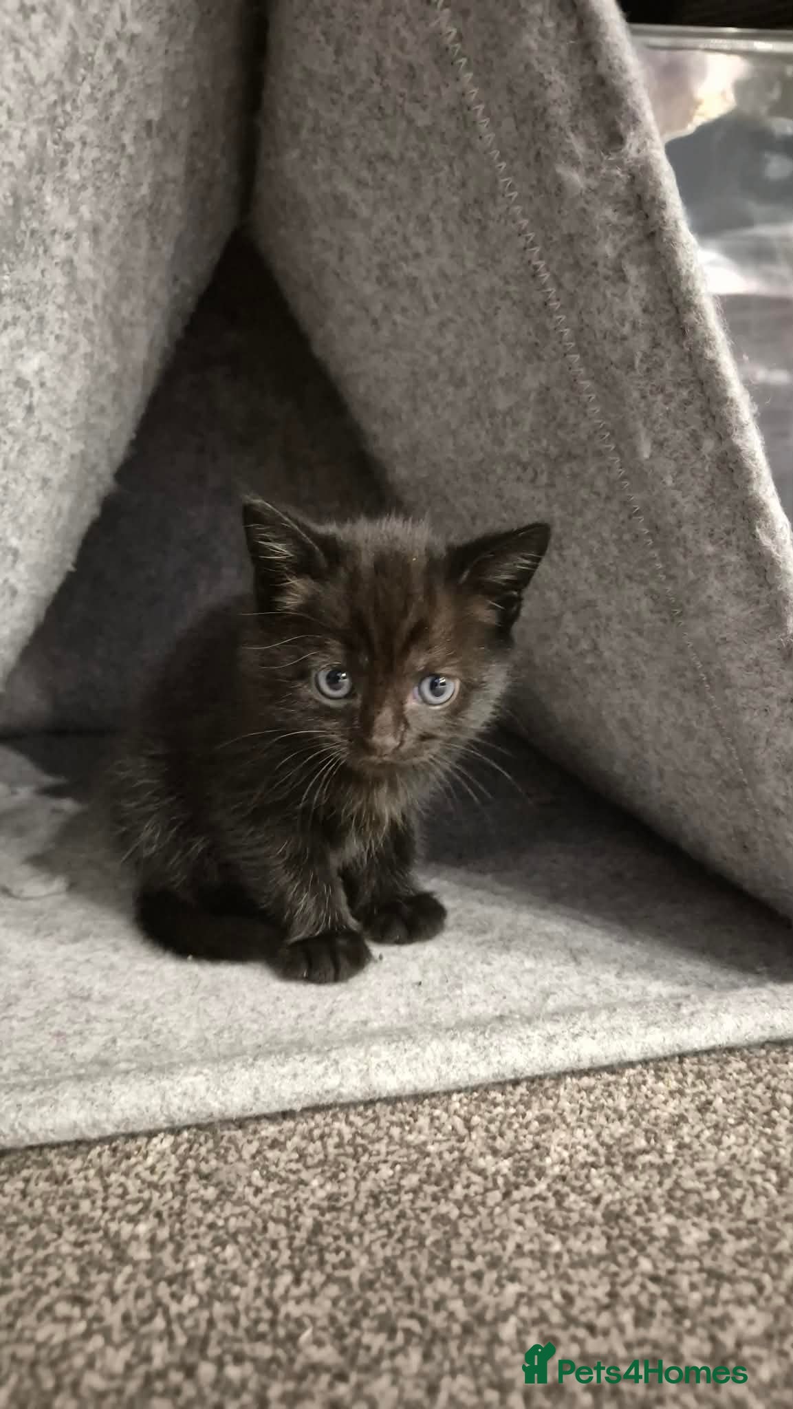 Mixed Breed cats Russian/Ragdoll/Bengal X  - Advert 3