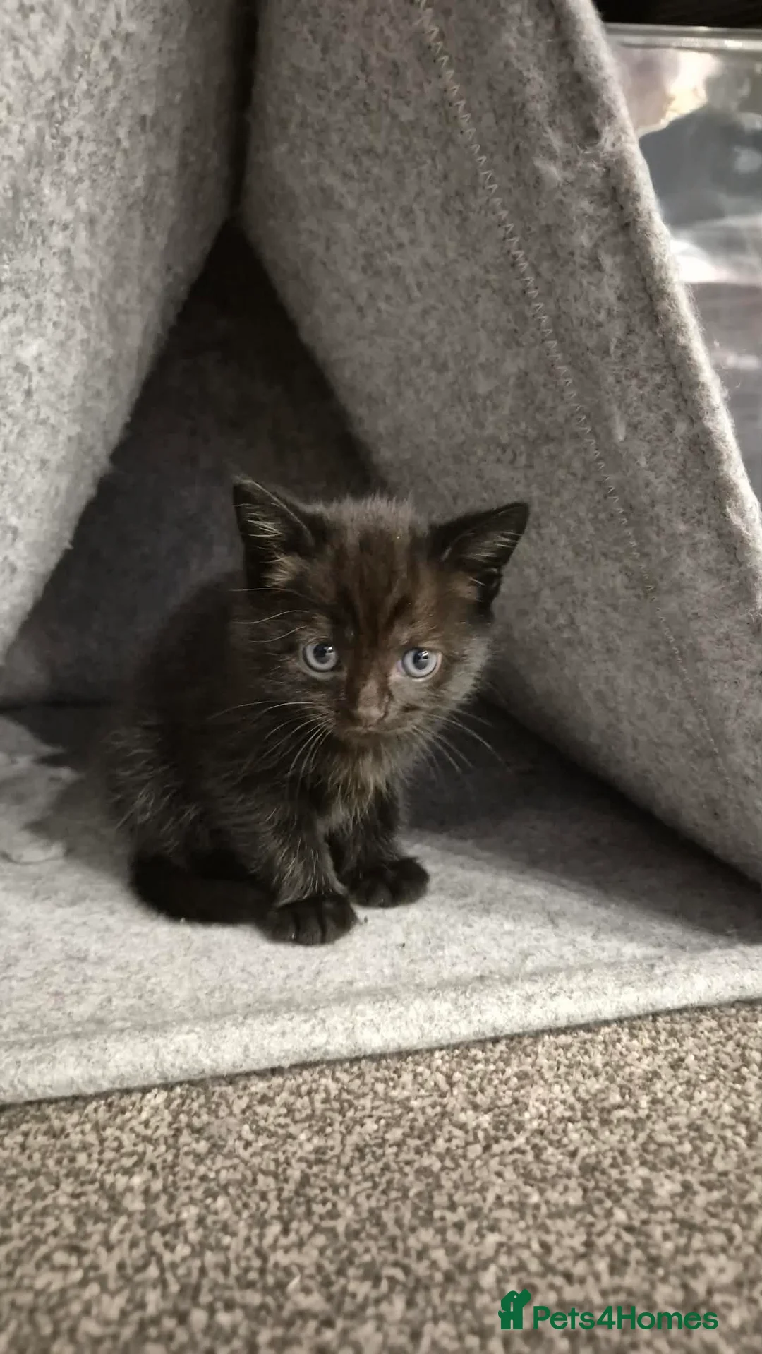 Mixed Breed cats for sale: Russian/Ragdoll/Bengal X  - Advert 1