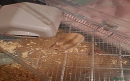 Hamster rodents for sale: Dwarf hamster  - Advert 1