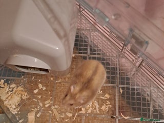 Hamster rodents Dwarf hamster - Advert 1