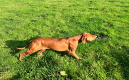 Hungarian Vizsla dogs for sale: Hungarian Vizsla Puppies - Outstanding Pedigree  - Advert 12