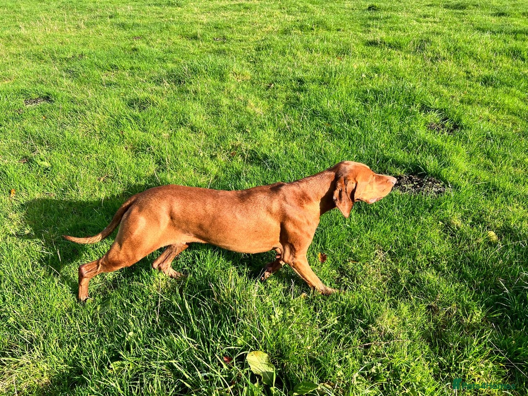 Hungarian Vizsla dogs for sale: Hungarian Vizsla Puppies - Outstanding Pedigree  - Advert 12