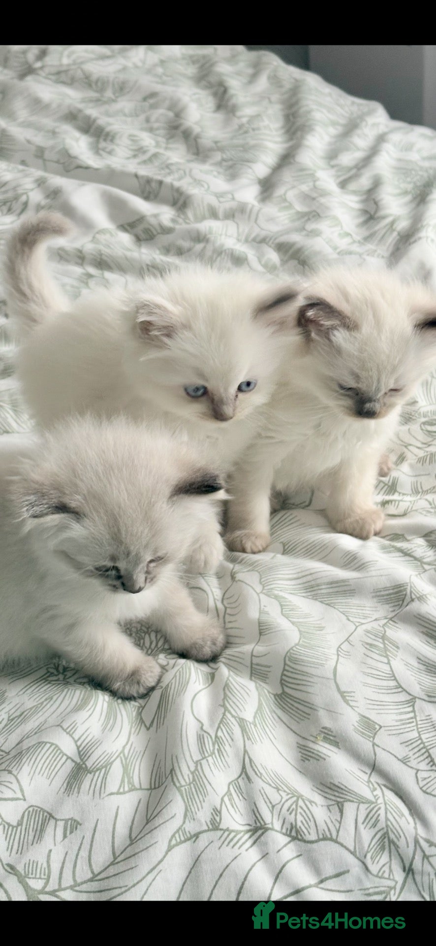 Ragdoll cats for sale: ♥️ STUNNING GCCF BABIES ♥️ - Advert 17