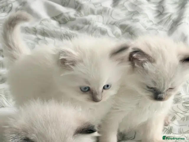 Ragdoll cats for sale: ♥️ STUNNING GCCF BABIES ♥️ - Advert 17