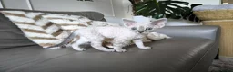 Devon Rex cats for sale: Devon Rex kittens pointed💙blue eyes💙 - Advert 13