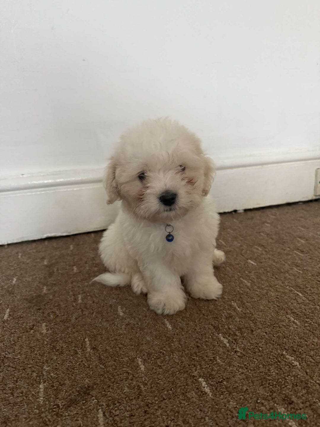 Bichon Frise dogs for sale: Bichon frise Puppy 🐶💎💎 - Image 2