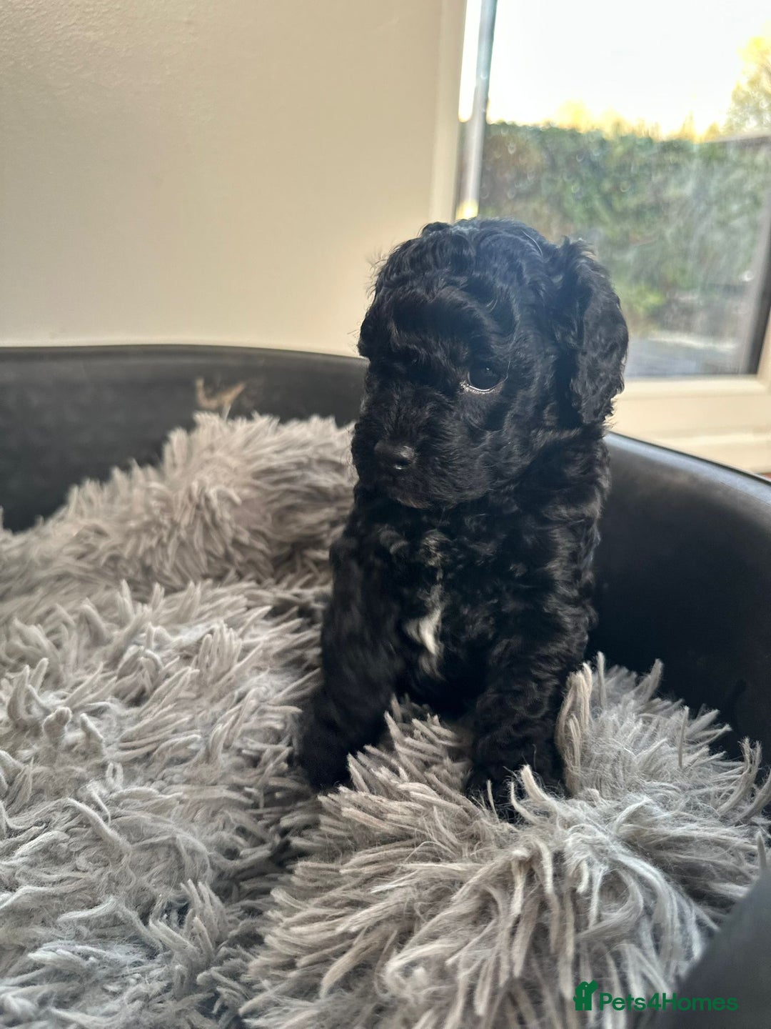 Cockapoo dogs for sale: Stunning f1b cockapoo's for sale  - Advert 14