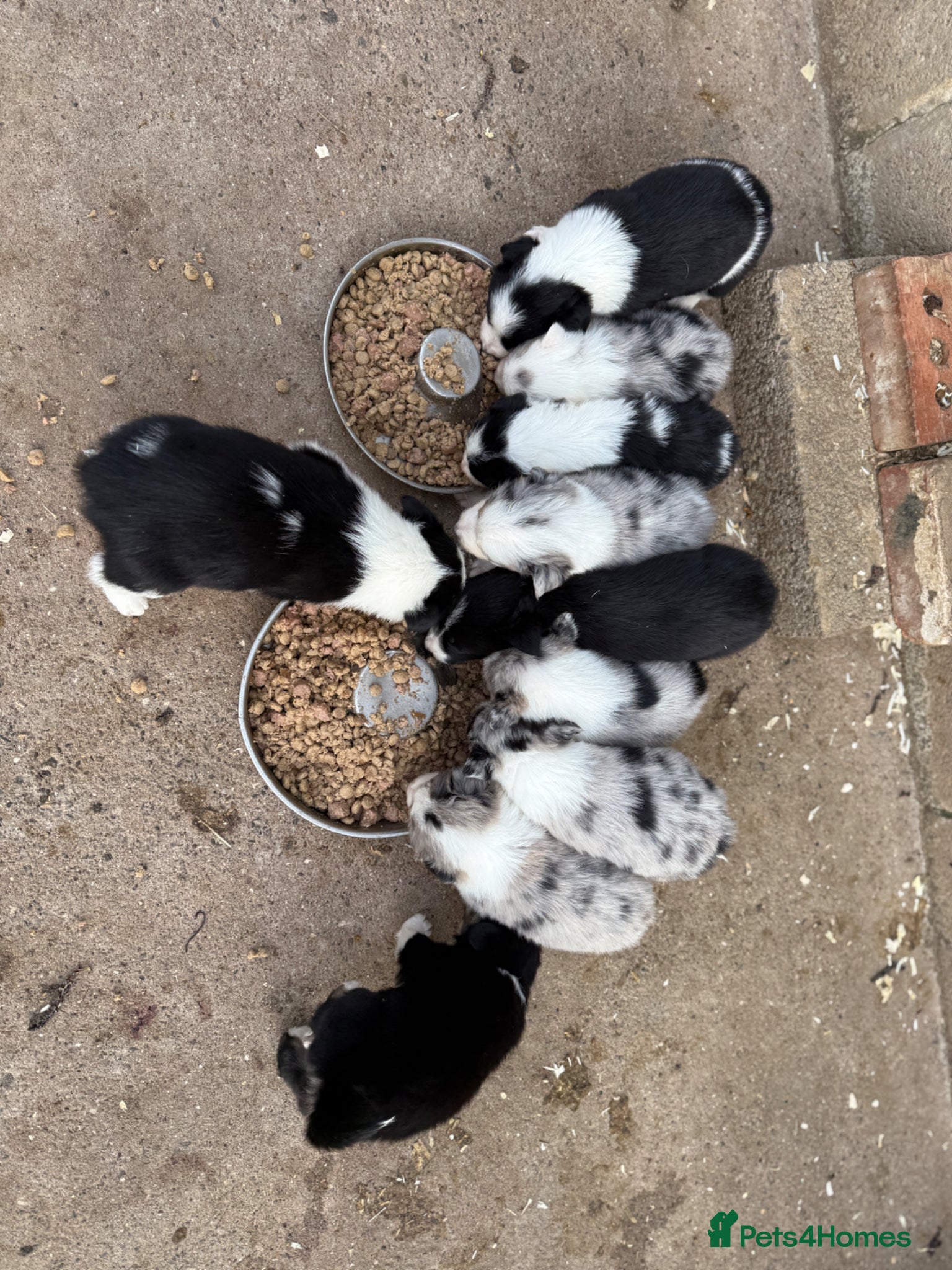 Border Collie dogs Gorgeous Merle,black and white and tri collie pups - Advert 2