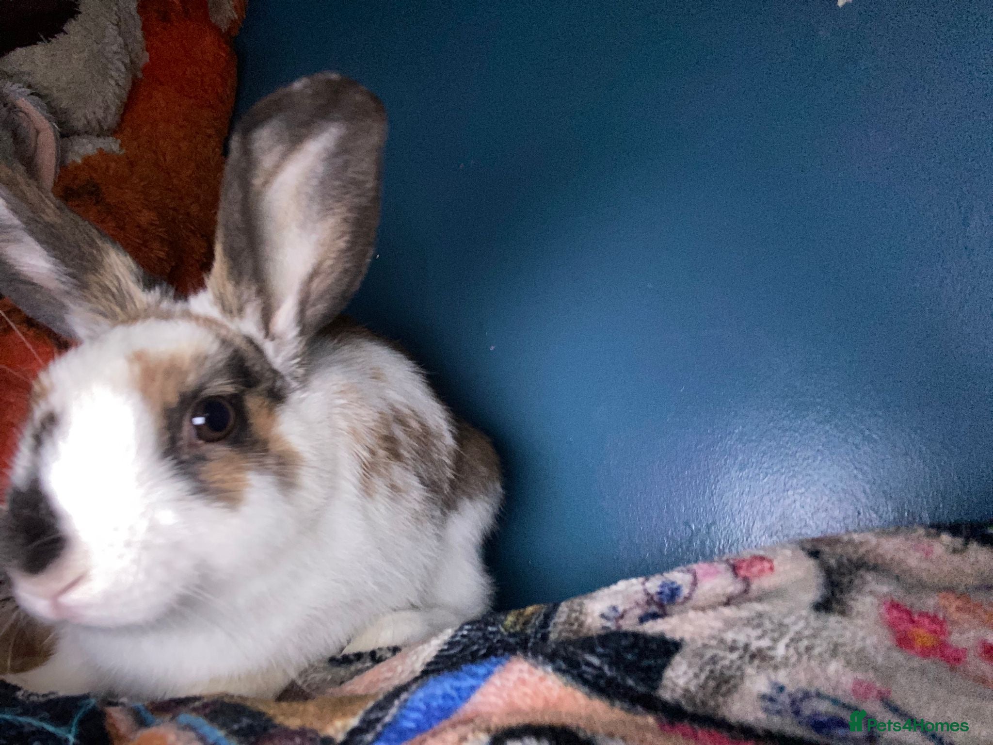 Mixed Breed rabbits for sale: Baby bunny for rehome in Sale - Advert 6