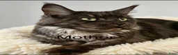 Maine Coon cats for sale: Pedigree Maine Coons - Advert 3
